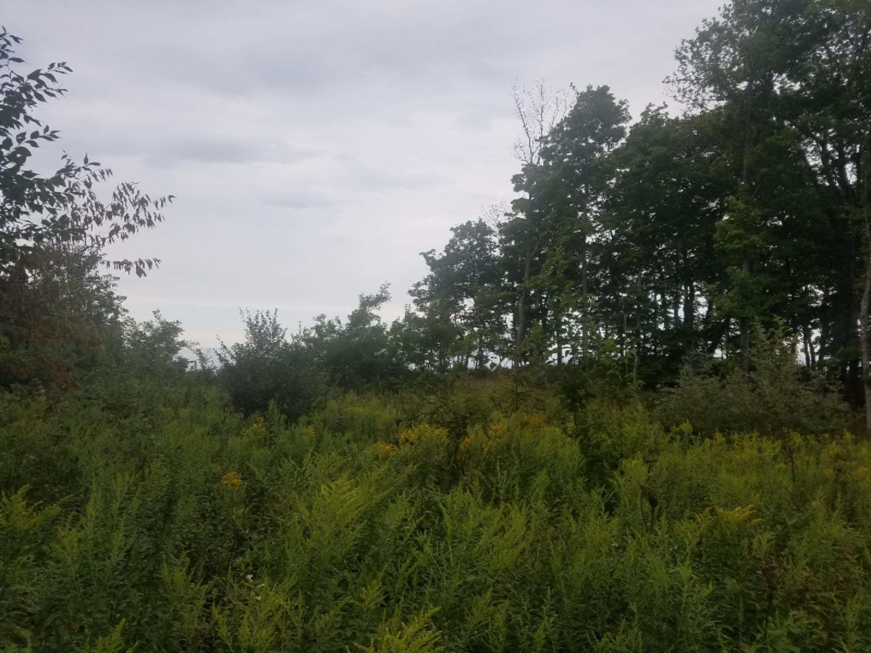11 Mile Road Bear Lake, MI 49675 - Photo 17 of 21 129