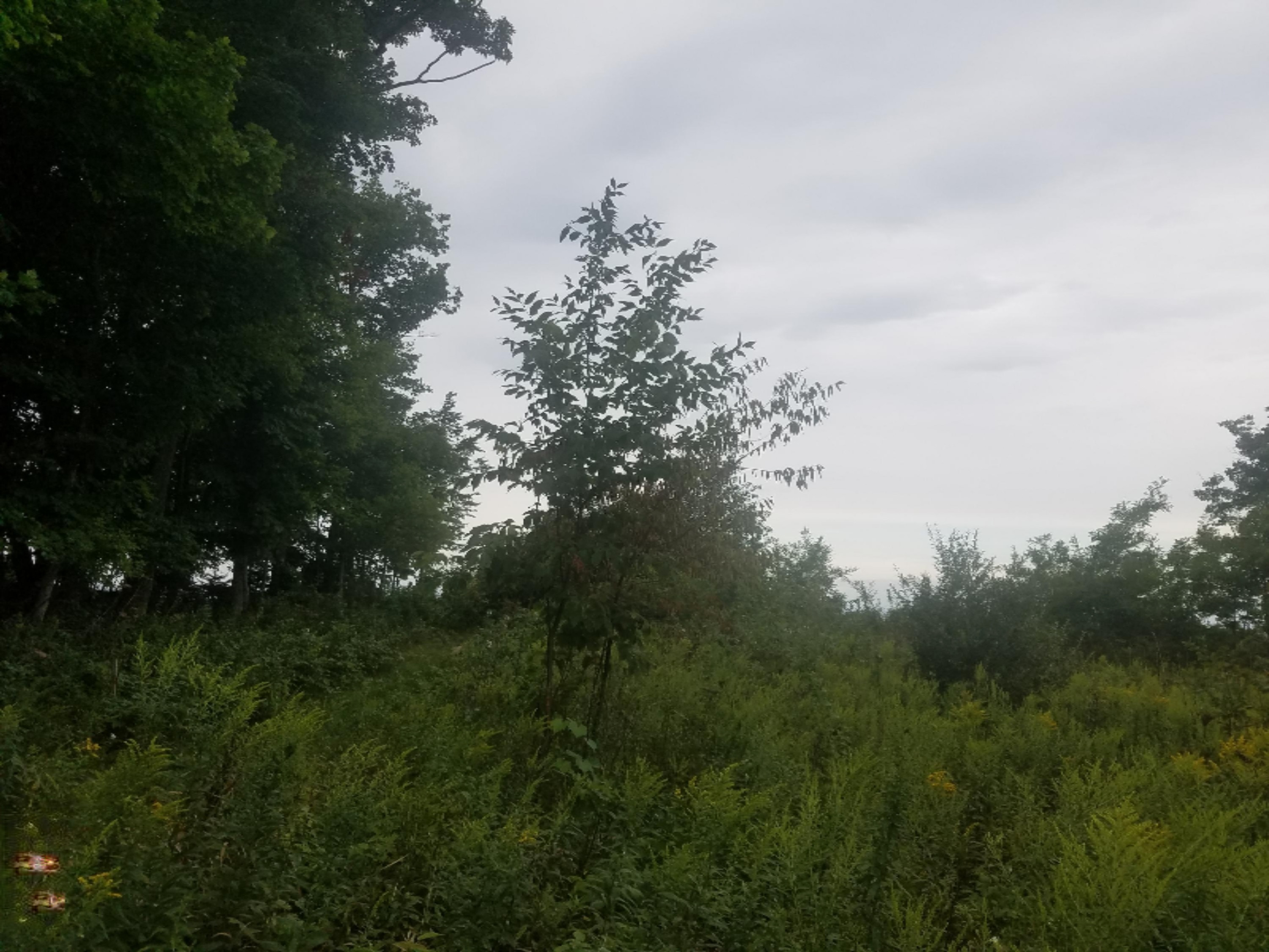 11 Mile Road Bear Lake, MI 49675 - Photo 18 of 21 130