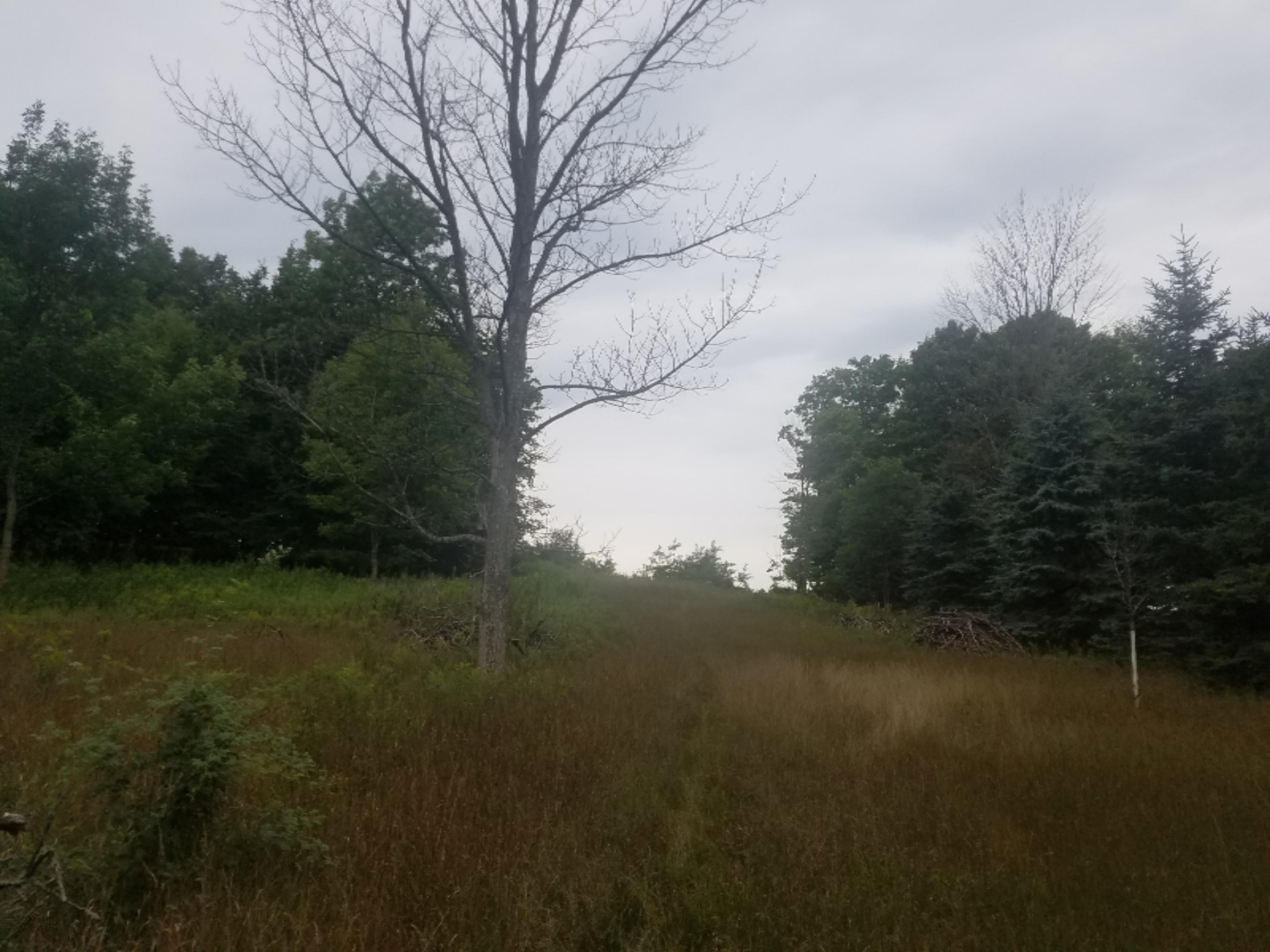 11 Mile Road Bear Lake, MI 49675 - Photo 21 of 21 133