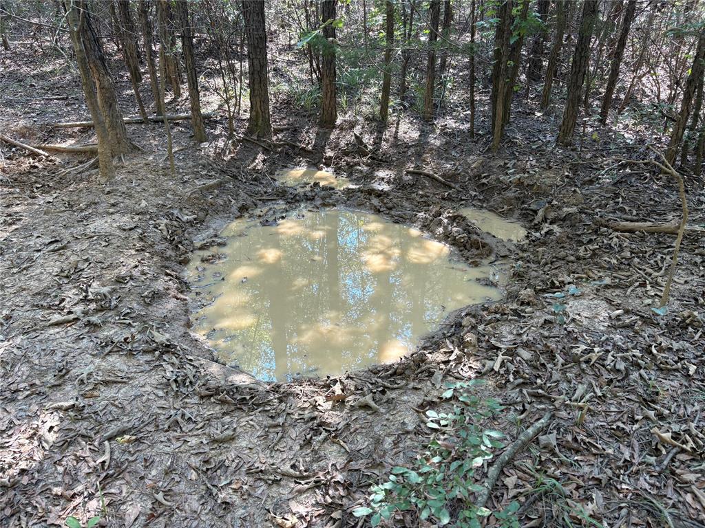 69 St Como Tx 75431, Unit TRACT 2 Como, TX 75431 - Photo 11 of 14 a view of a forest with a tree