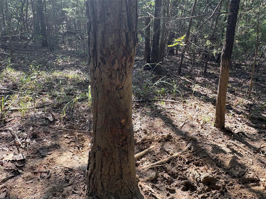 69 St Como Tx 75431, Unit TRACT 2 Como, TX 75431 - Photo 12 of 14