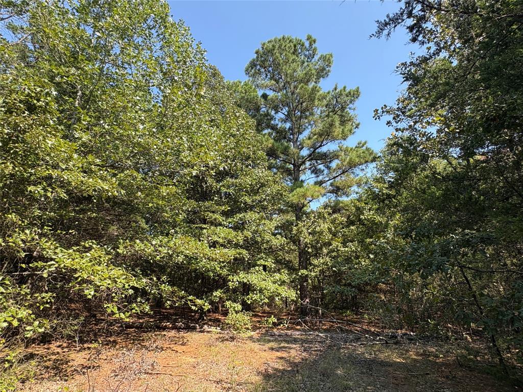 69 St Como Tx 75431, Unit TRACT 2 Como, TX 75431 - Photo 2 of 14 a view of a large yard with lots of plants