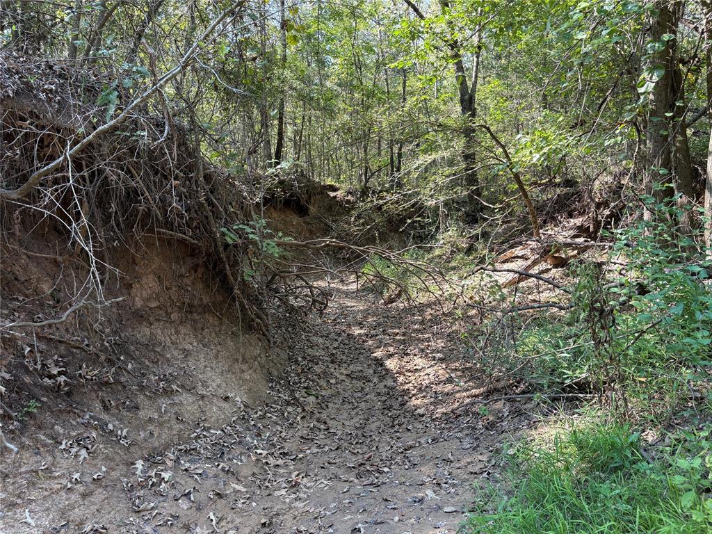 69 St Como Tx 75431, Unit TRACT 2 Como, TX 75431 - Photo 4 of 14 a view of a yard with a tree