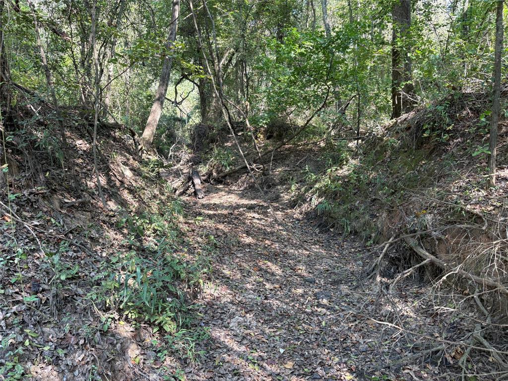 69 St Como Tx 75431, Unit TRACT 2 Como, TX 75431 - Photo 5 of 14 a view of a forest with a tree