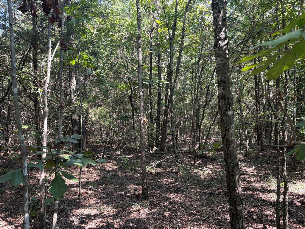 69 St Como Tx 75431, Unit TRACT 2 Como, TX 75431 - Photo 8 of 14 a view of tree