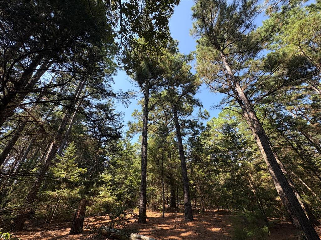69 St Como Tx 75431, Unit TRACT 2 Como, TX 75431 - Photo 9 of 14 a view of a city with lots of trees