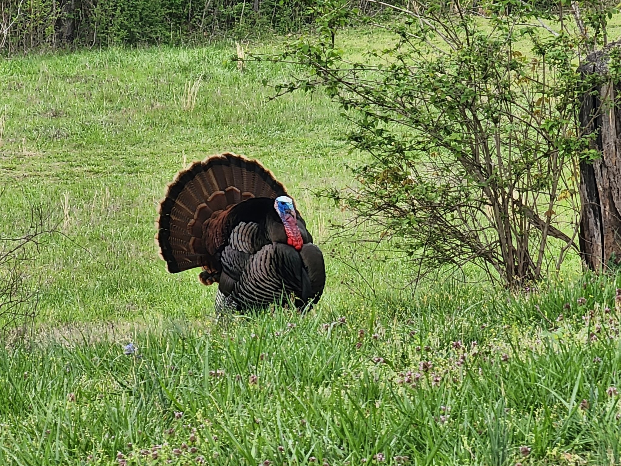 6307 North New Hope Road Hermitage, TN 37076 - Photo 57 of 61