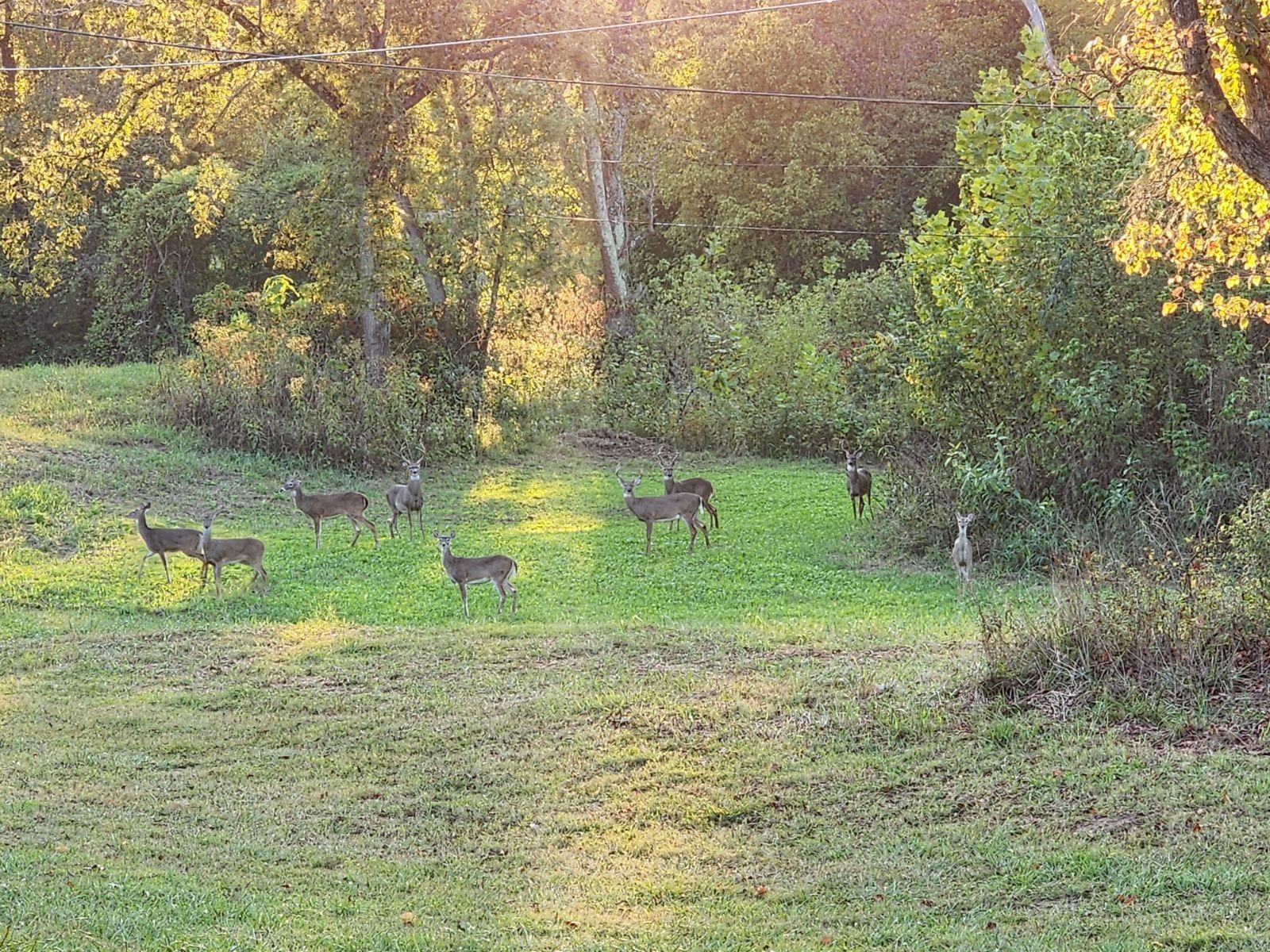 6307 North New Hope Road Hermitage, TN 37076 - Photo 58 of 61