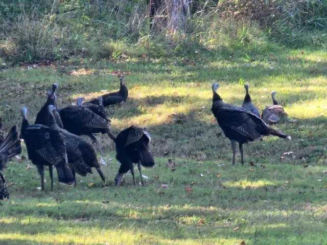 $1,179,000 | 6307 North New Hope Road, Hermitage, TN 37076