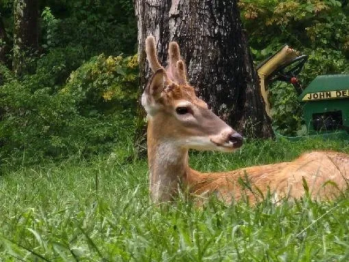 $1,179,000 | 6307 North New Hope Road, Hermitage, TN 37076