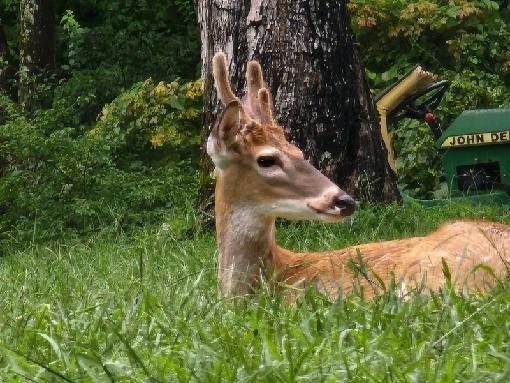 6307 North New Hope Road Hermitage, TN 37076 - Photo 61 of 61