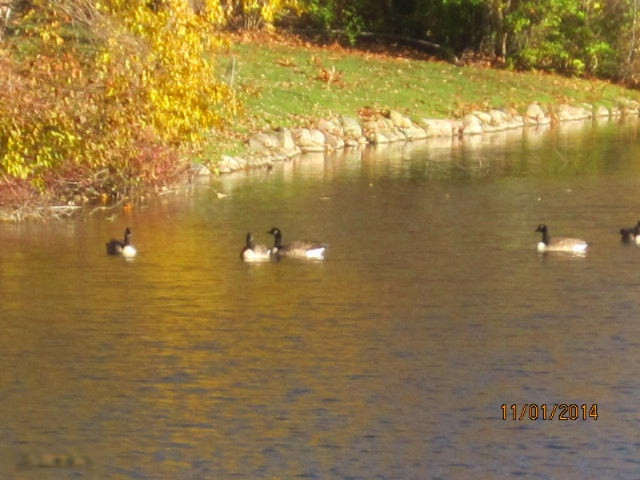 3759 Cedaridge Road Kalamazoo, MI 49008 - Photo 47 of 51 Ducks on Lake
