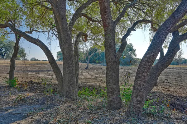 a view of a trees in a yard