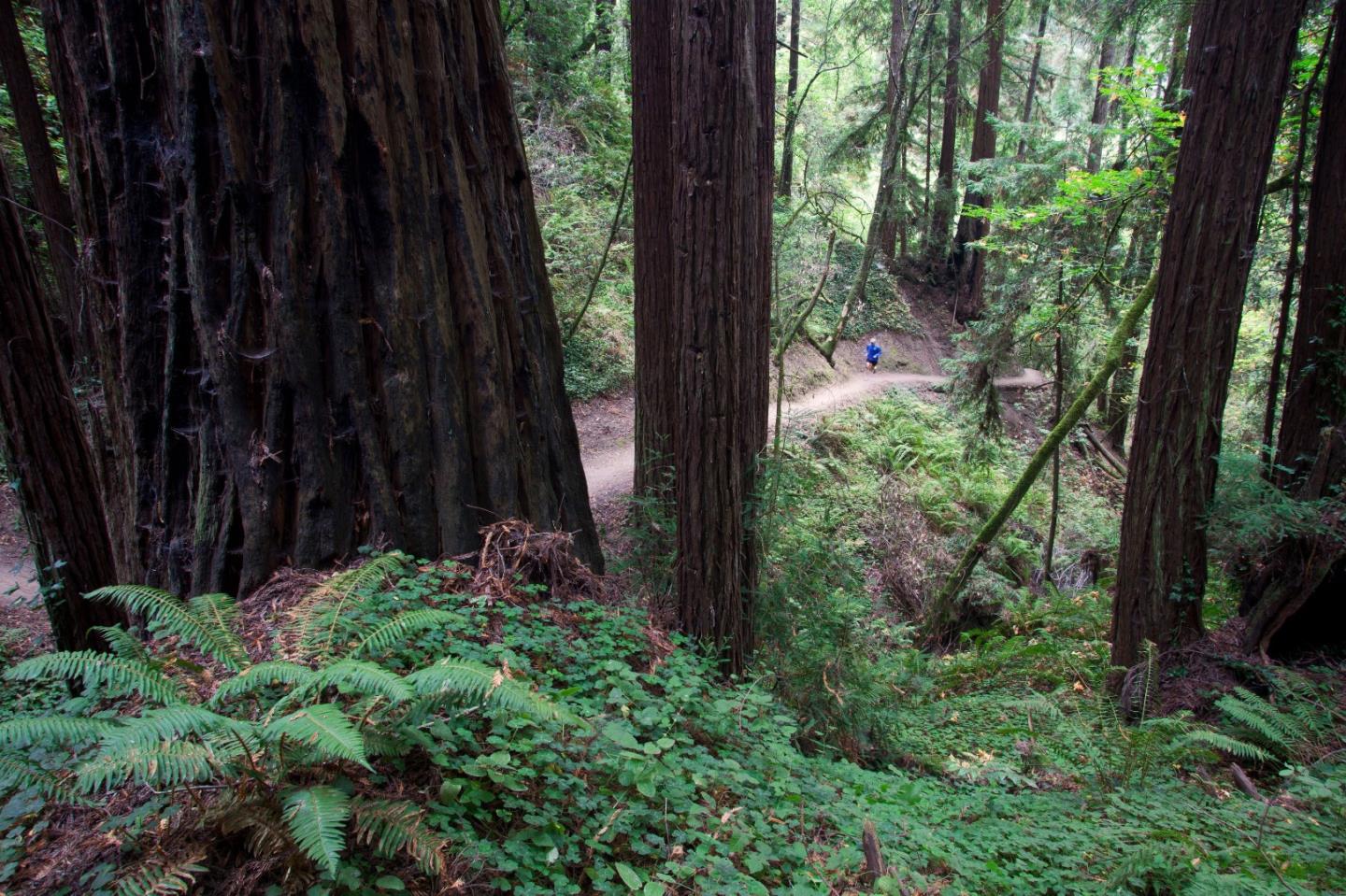 7325 Viewpoint Road Aptos, CA 95003 - Photo 49 of 51 a view of a backyard with potted plants and a large tree