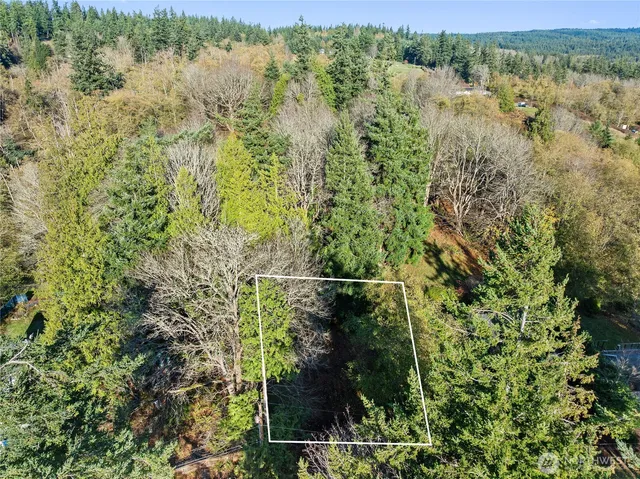 a view of a forest with a street