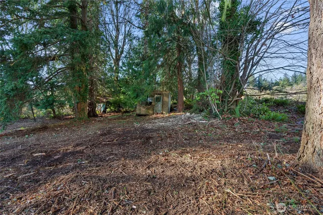 a view of a forest with trees