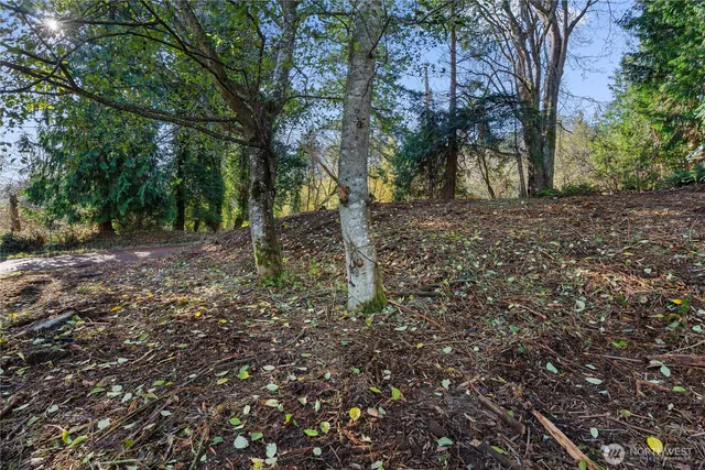 a view of a forest with trees in the background