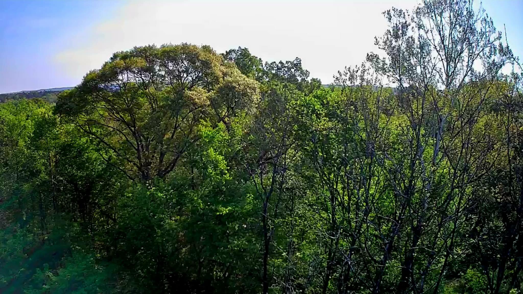 0 Walnut Street LaFayette, GA 30728 - Photo 6 of 9 b0f9808f-e0a0-4233-b58a-ca9a09dddd39