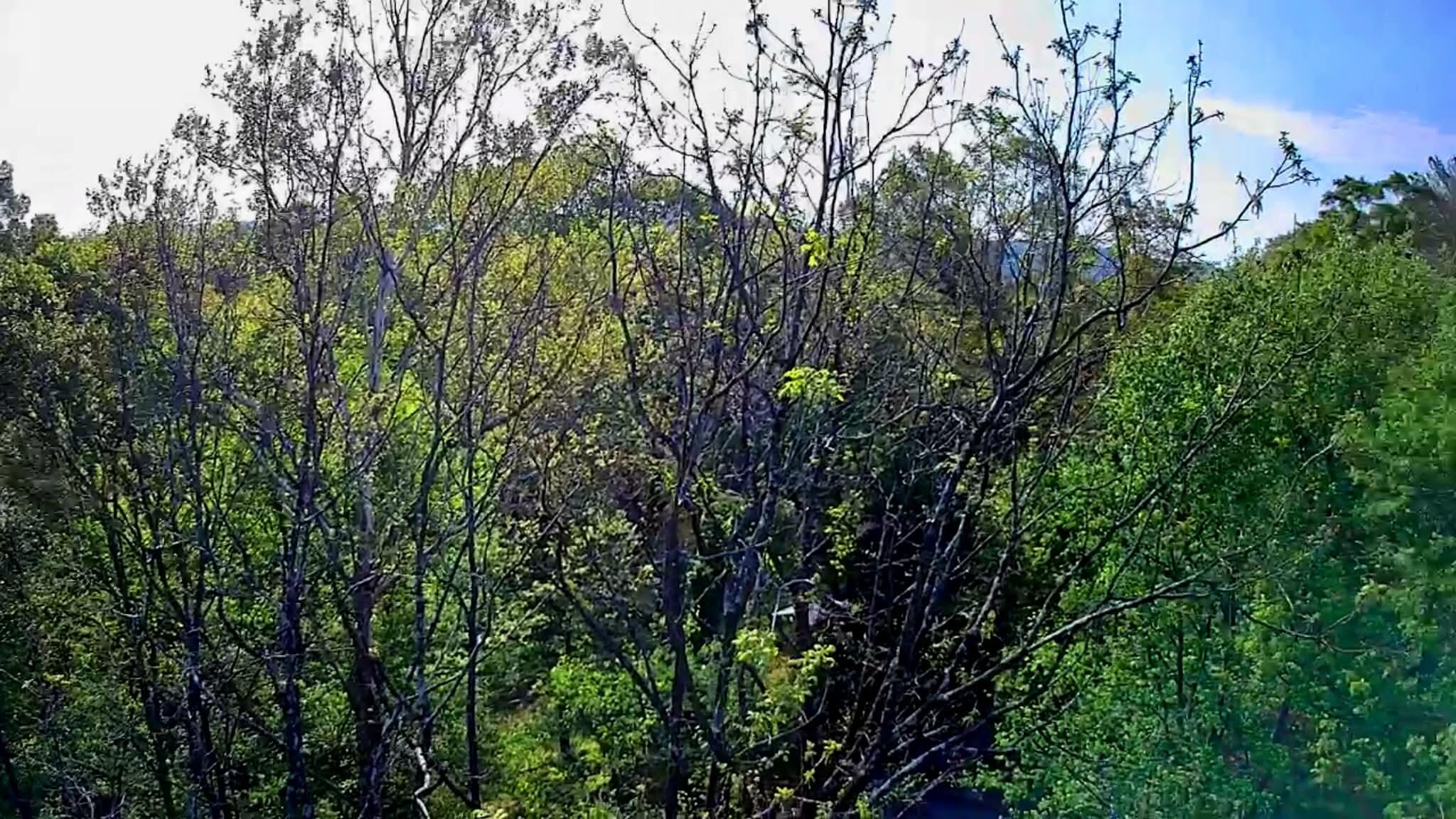 0 Walnut Street LaFayette, GA 30728 - Photo 7 of 9 d82e2dc5-5321-4219-a5c4-8ac8dc009a79