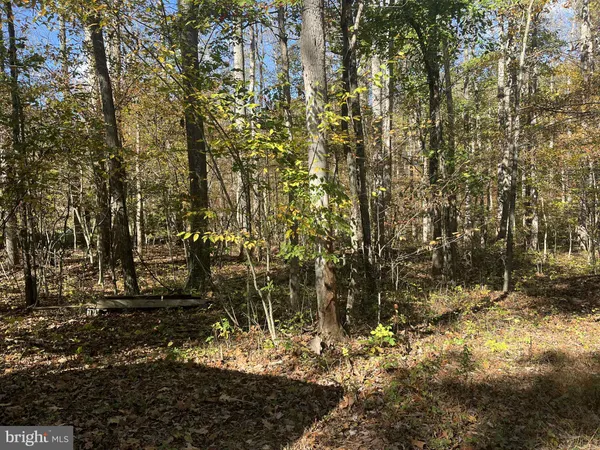 a view of a yard with trees