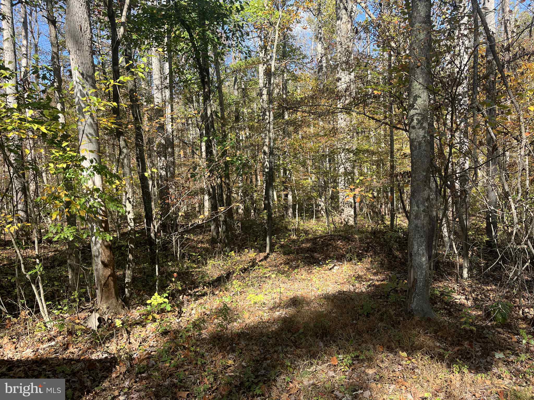 3 B Mack Road Augusta, WV 26704 - Photo 2 of 8 a view of outdoor space and trees