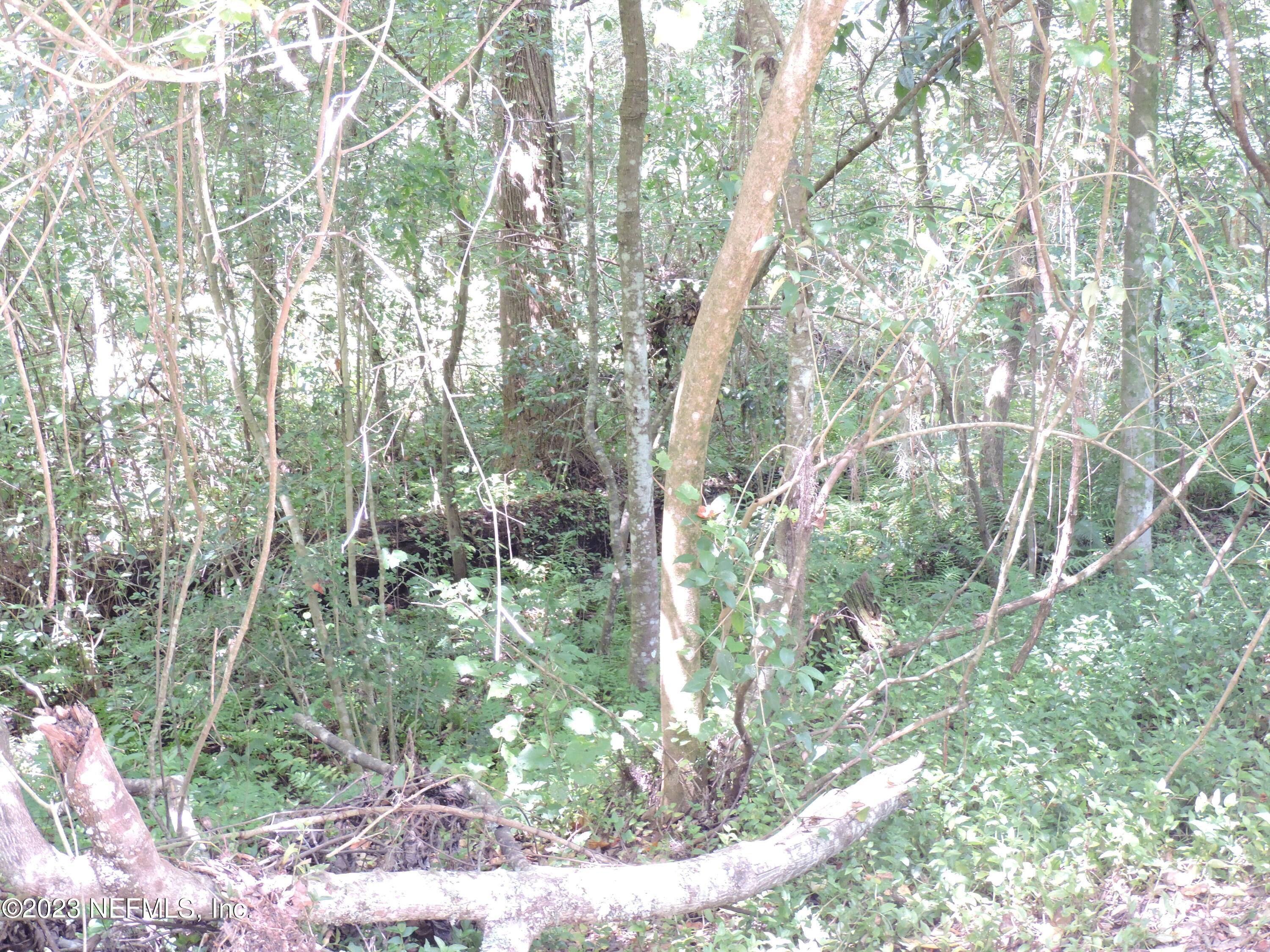 12520 Yellow Bluff Road Jacksonville, FL 32226 - Photo 19 of 29 Some Wetlands