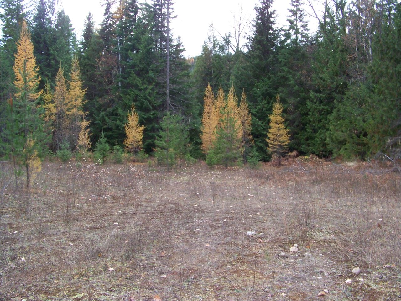 Lot 1 Greenhouse Road Ione, WA 99139 - Photo 1 of 21