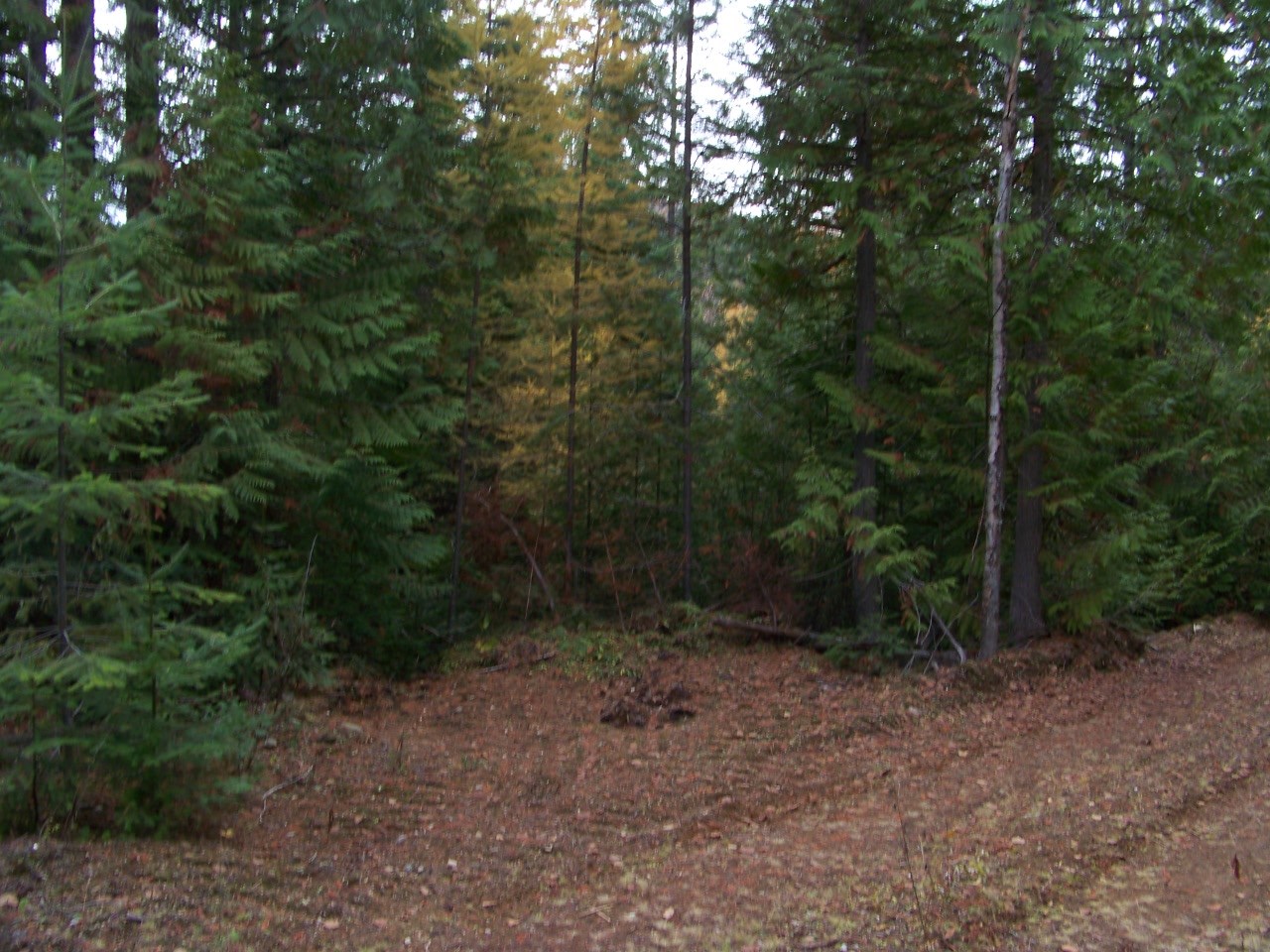 Lot 1 Greenhouse Road Ione, WA 99139 - Photo 14 of 21