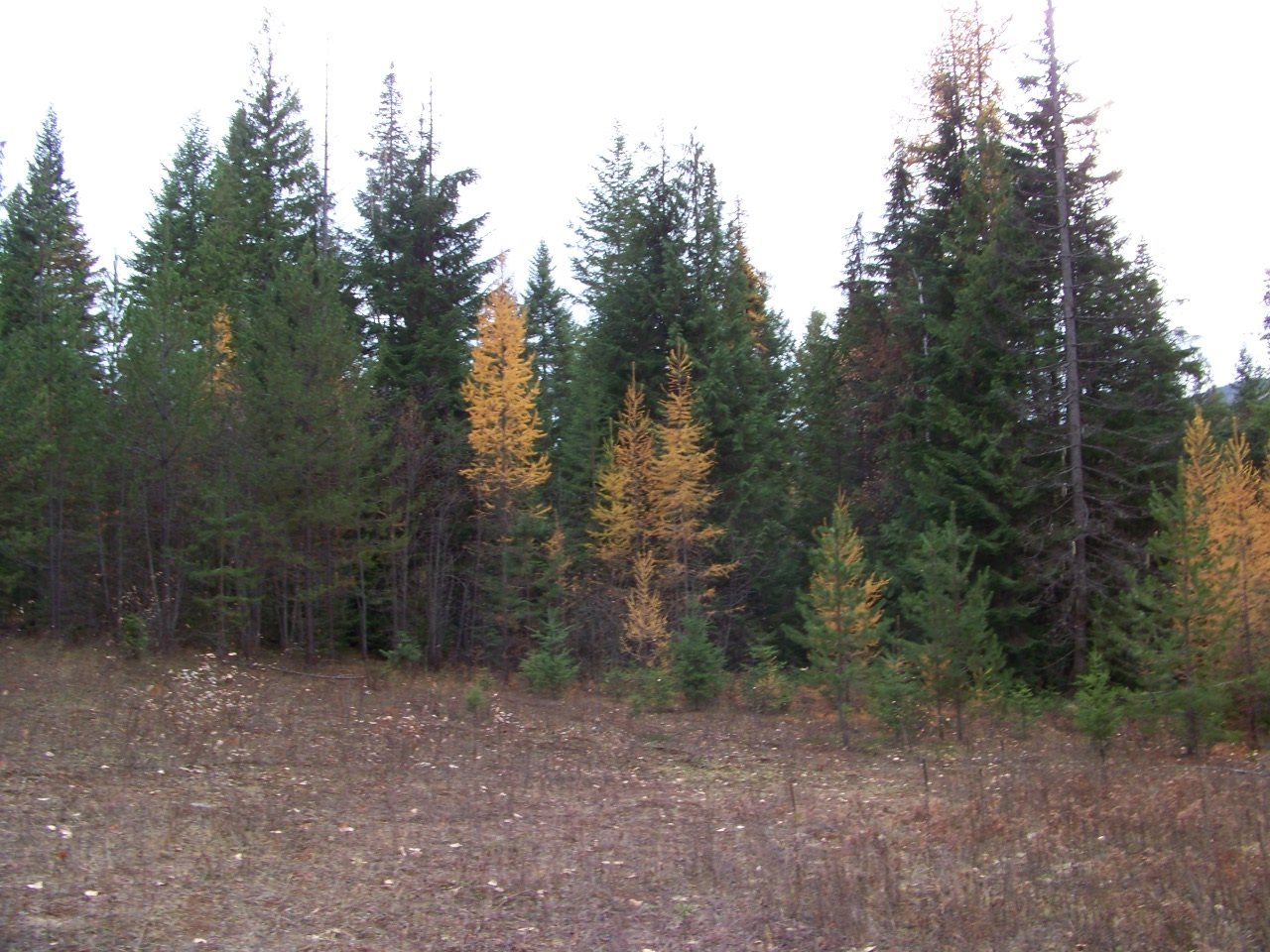 Lot 1 Greenhouse Road Ione, WA 99139 - Photo 4 of 21