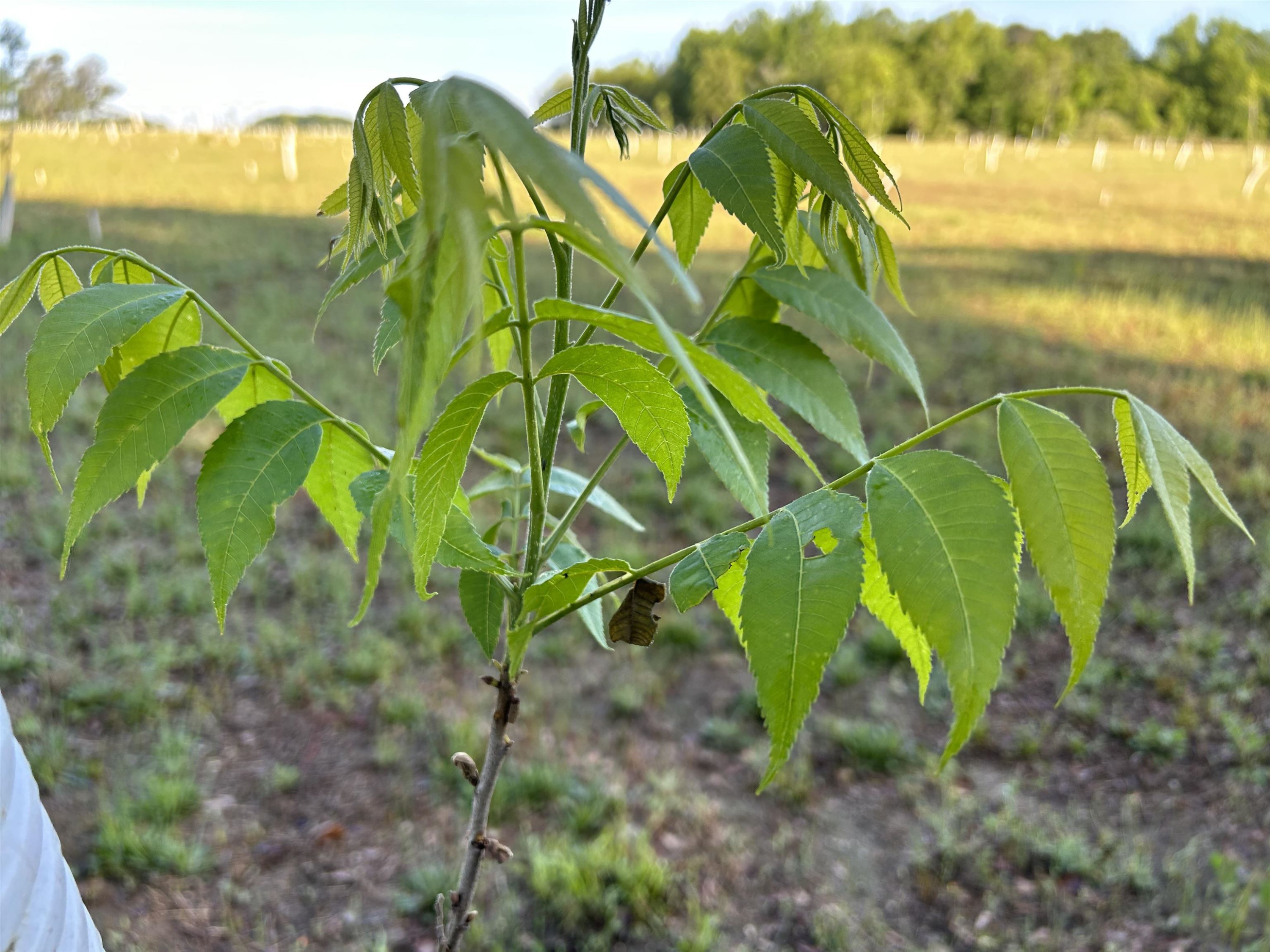 0 Arrowhead Road Dunn, NC 28334 - Photo 28 of 44 Photo 28