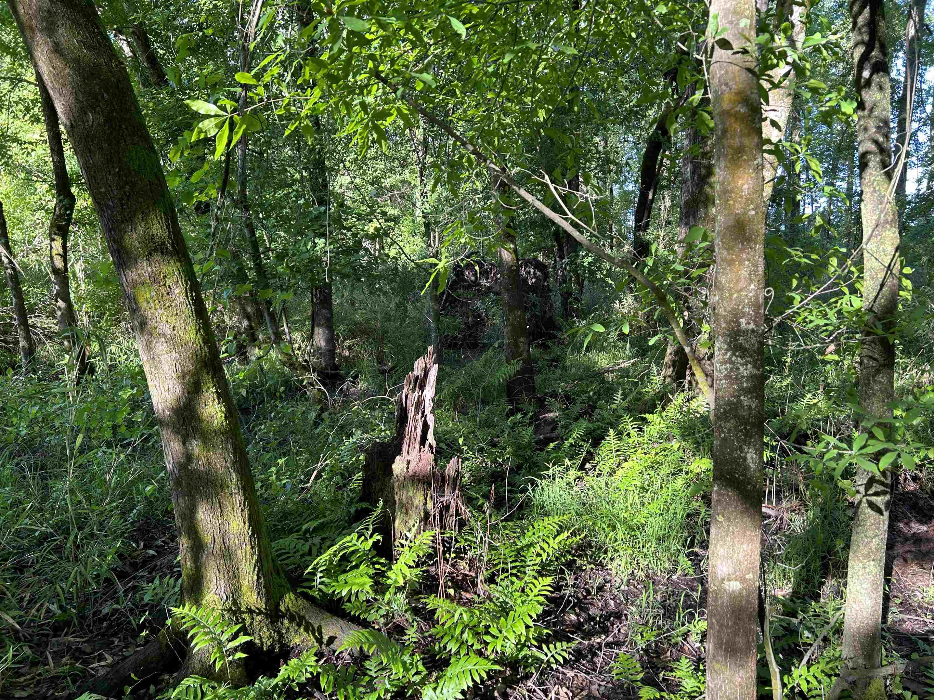 0 Arrowhead Road Dunn, NC 28334 - Photo 34 of 44 Photo 34