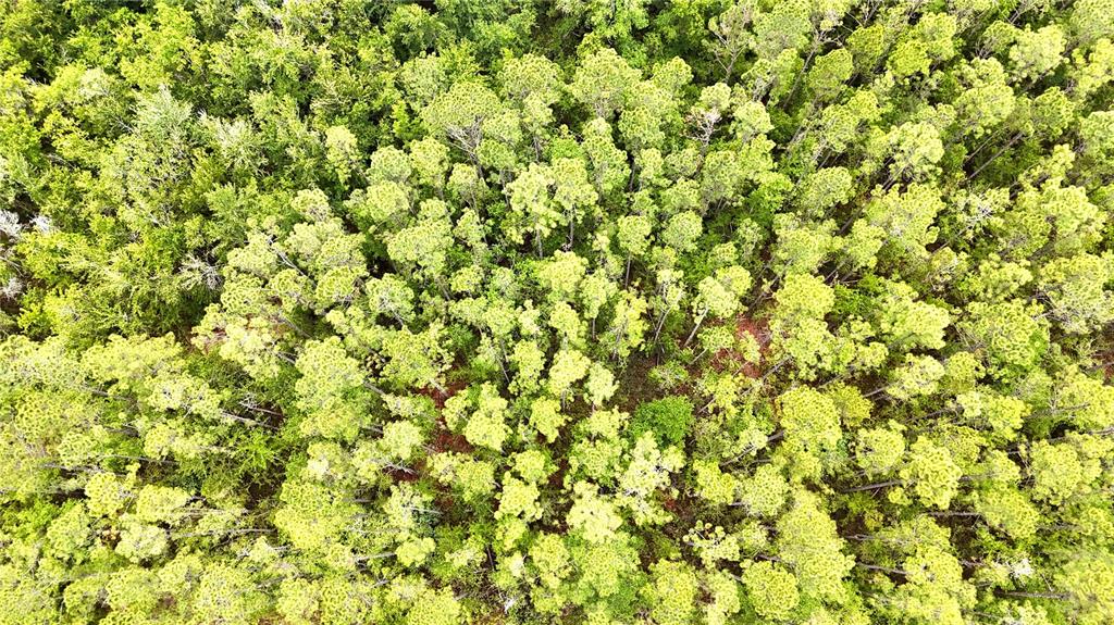 Sweet Gum Road Glen St. Mary, FL 32040 - Photo 3 of 44