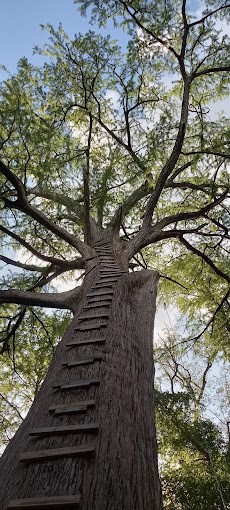 202 Shallow Springs Drive Spring Branch, TX 78070 - Photo 6 of 10 a backyard of a house