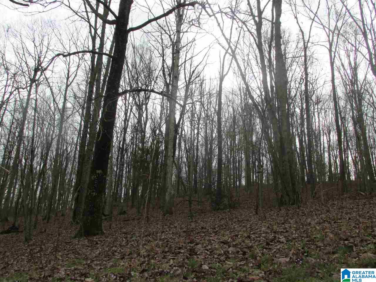 0 Wheeler Road, Unit 1 Blountsville, AL 35031 - Photo 3 of 6
