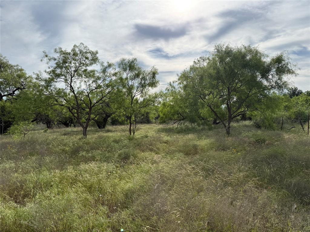 Tbd Tbd Magnolia/ Chestnut Street Hico, TX 76457 - Photo 7 of 11 a view of a forest with trees in the background