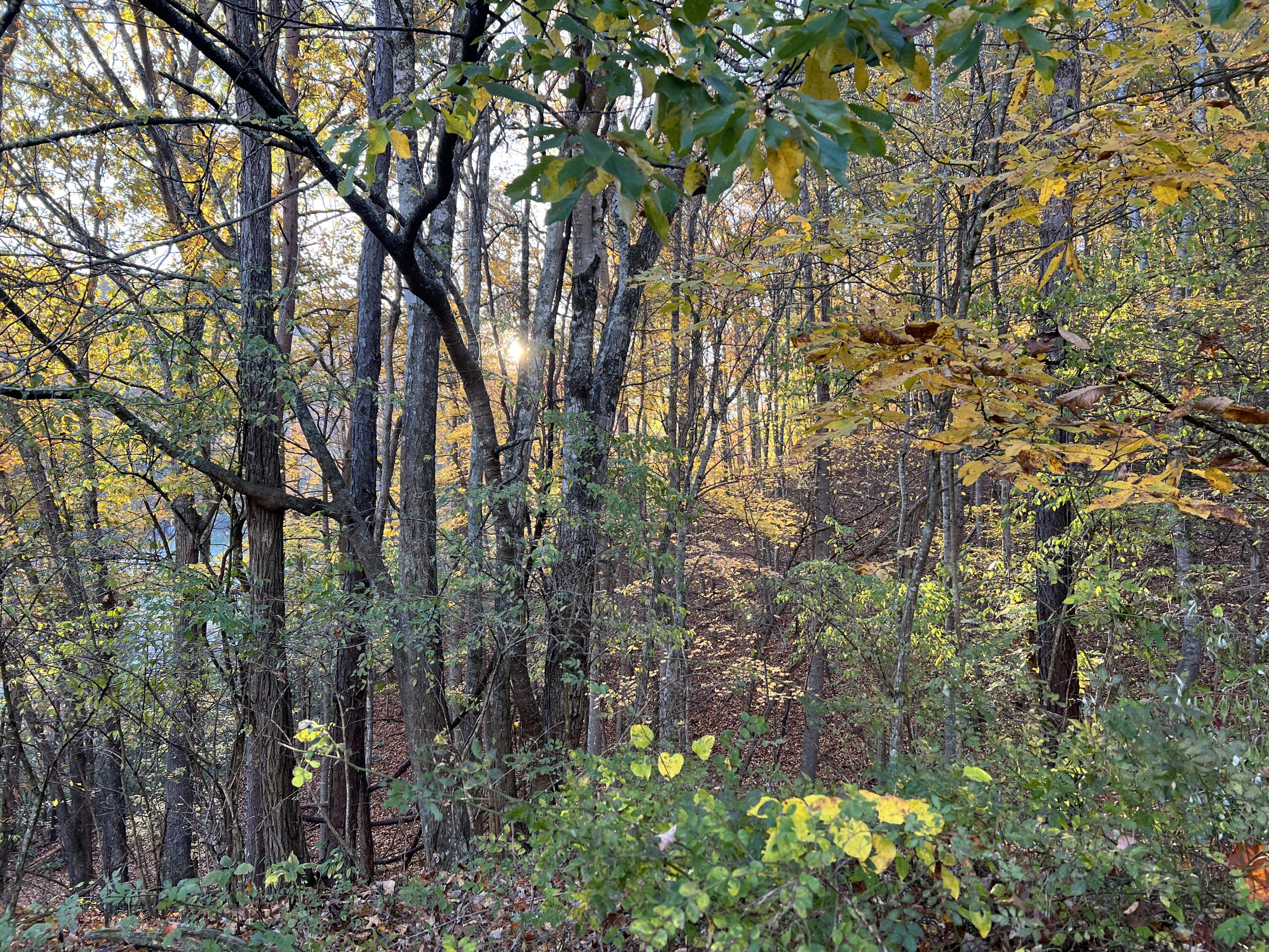 15203 Paint Bank Road Paint Bank, VA 24131 - Photo 34 of 46 Miller-Nelson 41