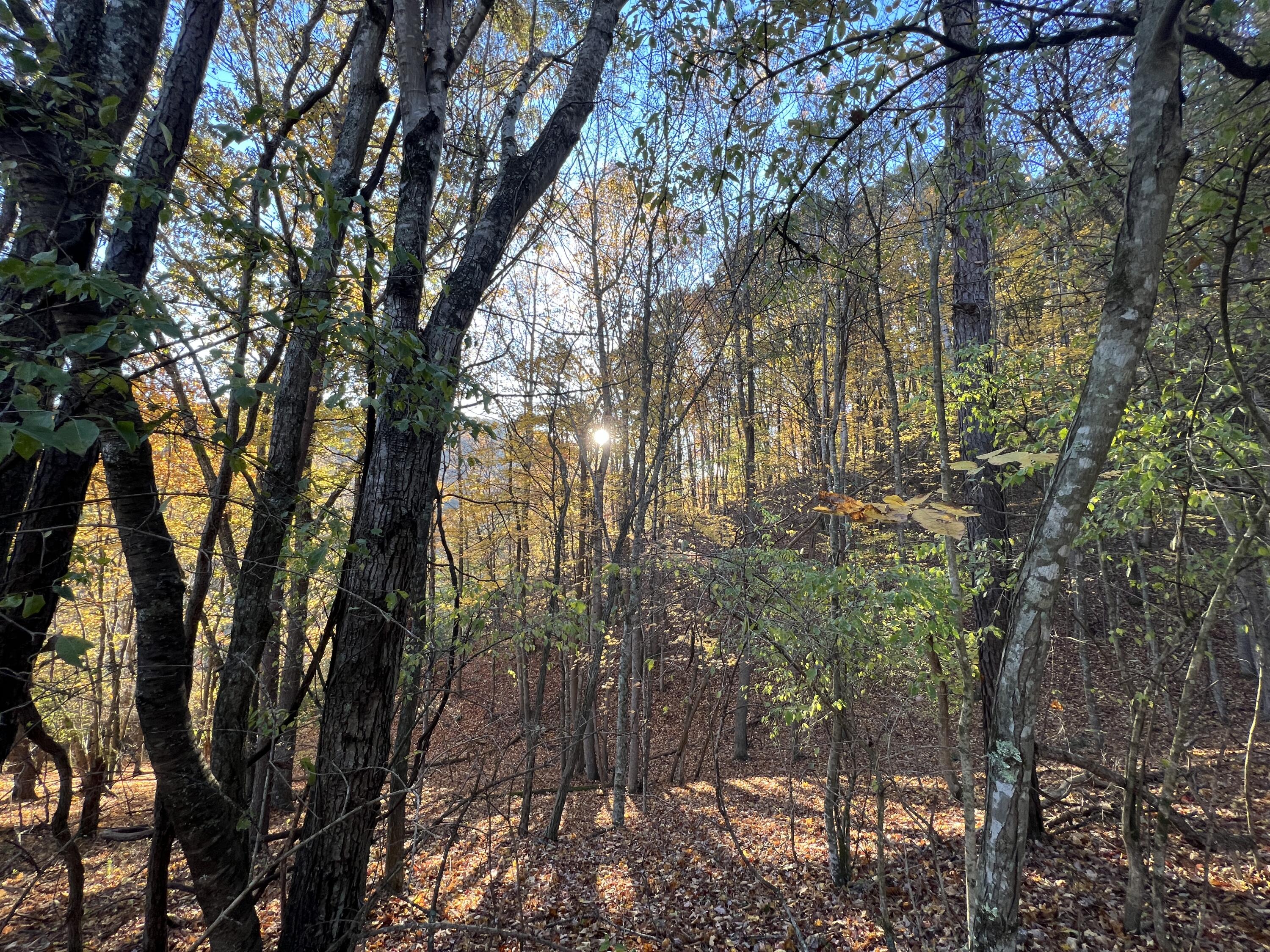 15203 Paint Bank Road Paint Bank, VA 24131 - Photo 35 of 46 Miller-Nelson 42