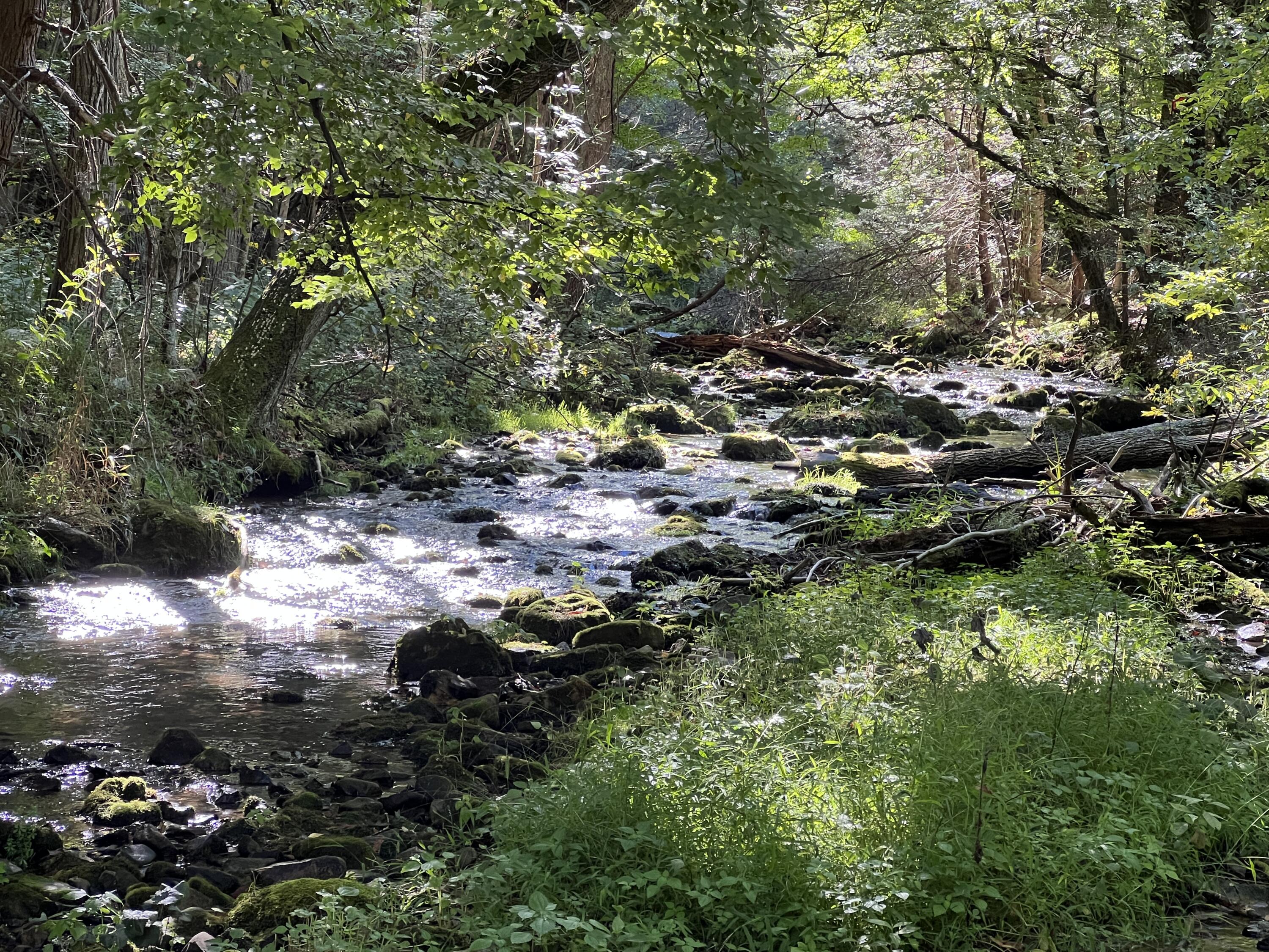 15203 Paint Bank Road Paint Bank, VA 24131 - Photo 37 of 46 Miller-Nelson 44