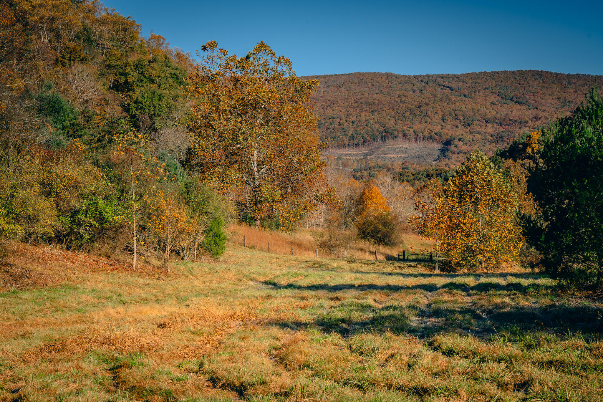 15203 Paint Bank Road Paint Bank, VA 24131 - Photo 6 of 46 Miller-Nelson 5