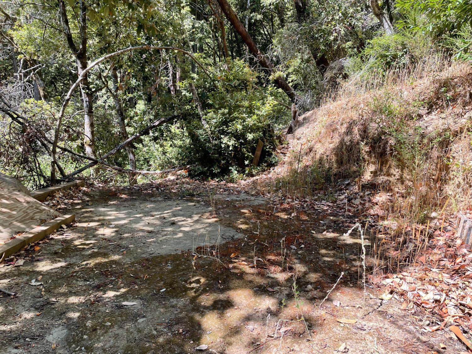 17561 Duncan Road Guerneville, CA 95446 - Photo 7 of 10 a view of a tree