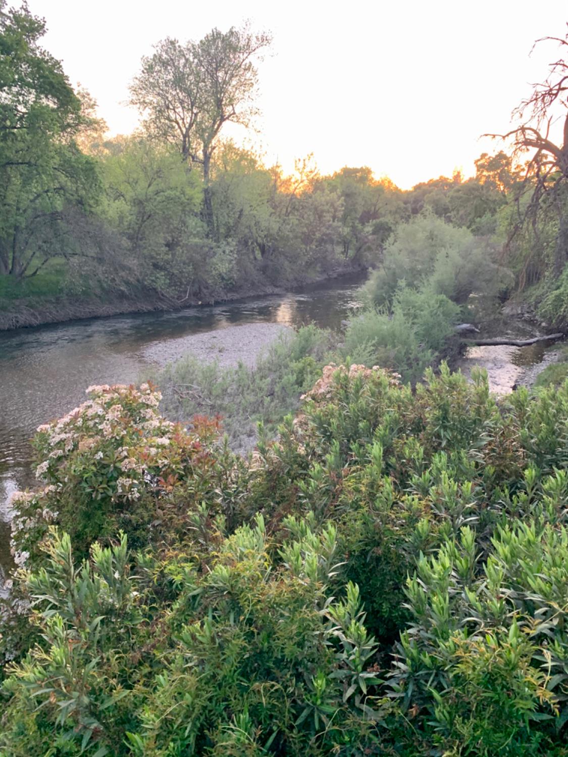 12024 Rodden Road Oakdale, CA 95361 - Photo 4 of 5 a view of a lush green forest with trees in the background