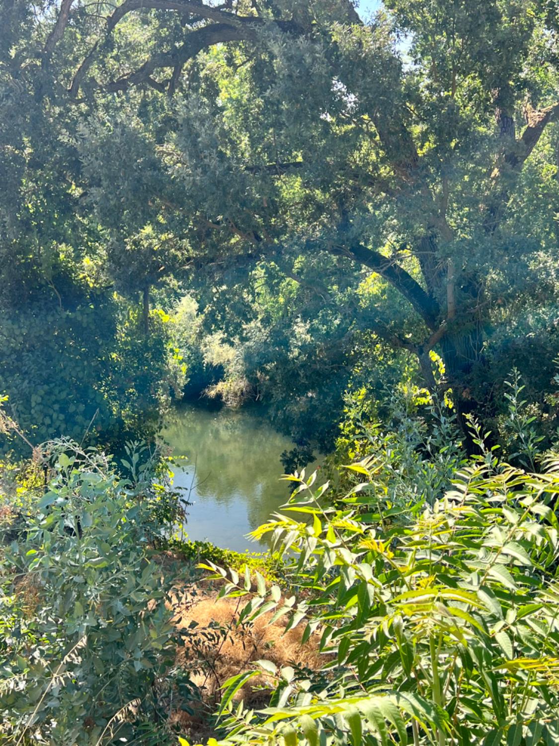 12024 Rodden Road Oakdale, CA 95361 - Photo 5 of 5 a view of a tree