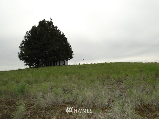 3890 Upton Road Prescott, WA 99348 - Photo 27 of 31 a view of a field of grass and trees
