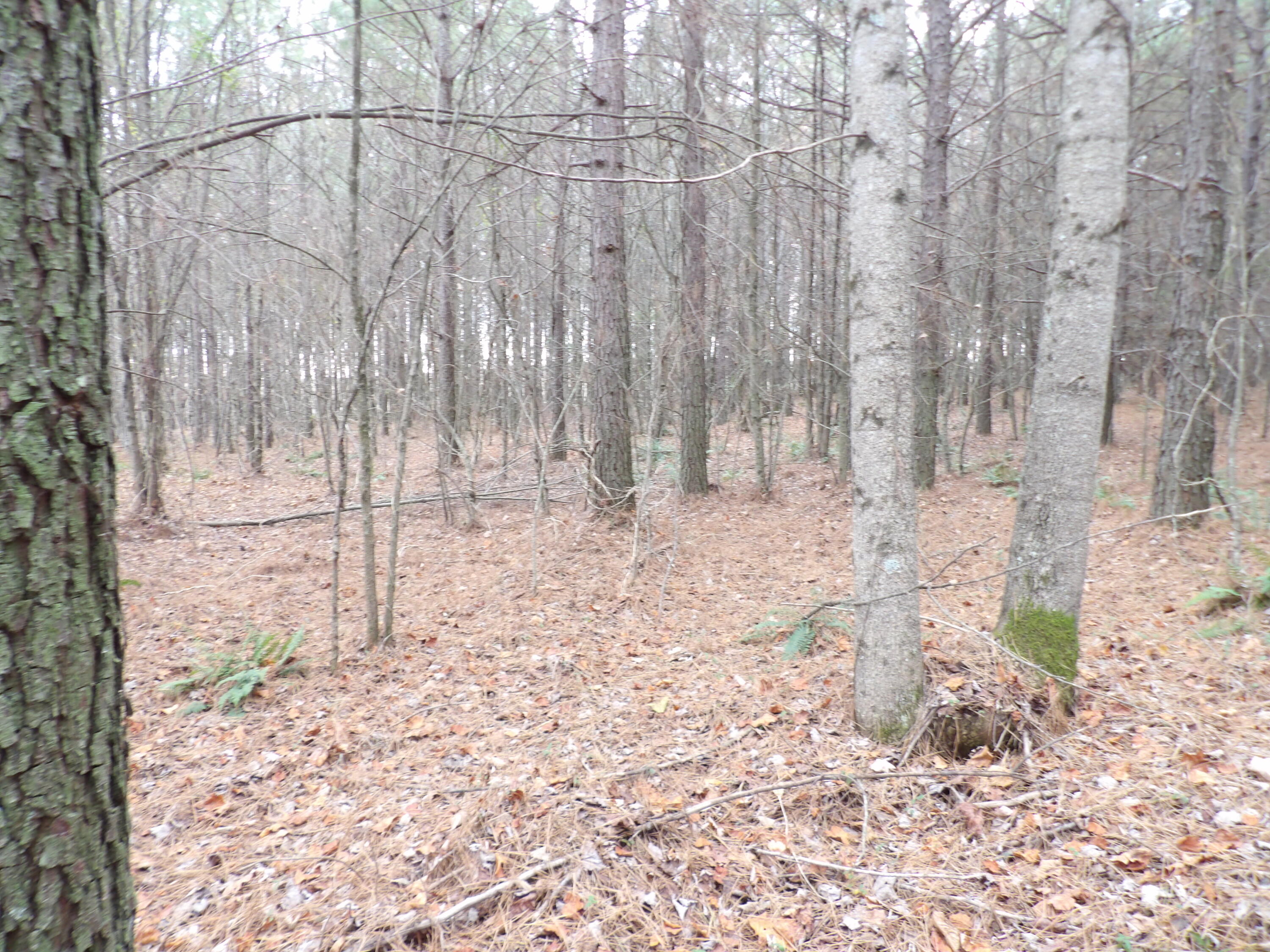 Lot 19 Summercity Road Evensville, TN 37332 - Photo 11 of 20 100_2069