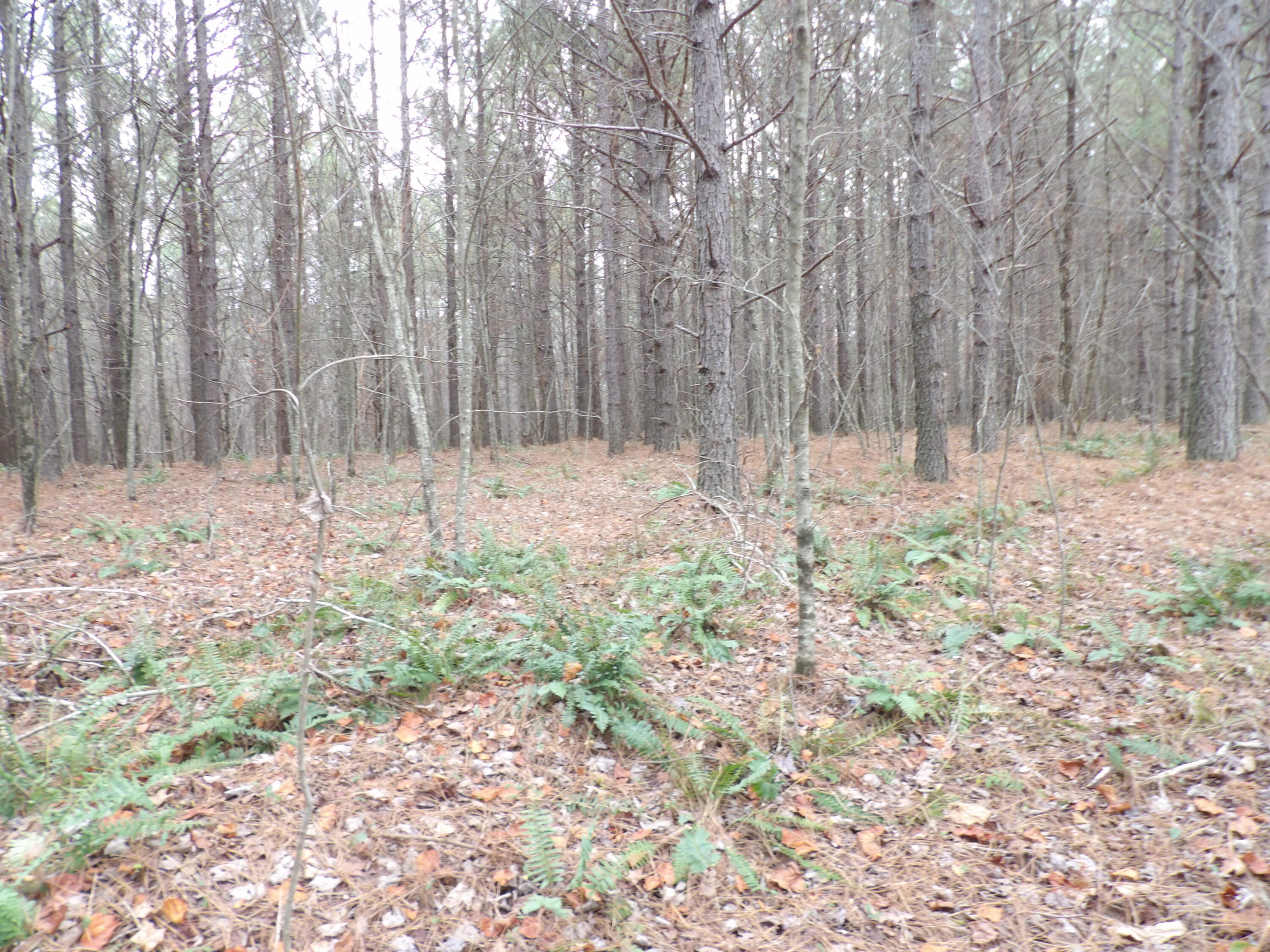 Lot 19 Summercity Road Evensville, TN 37332 - Photo 12 of 20 100_2070