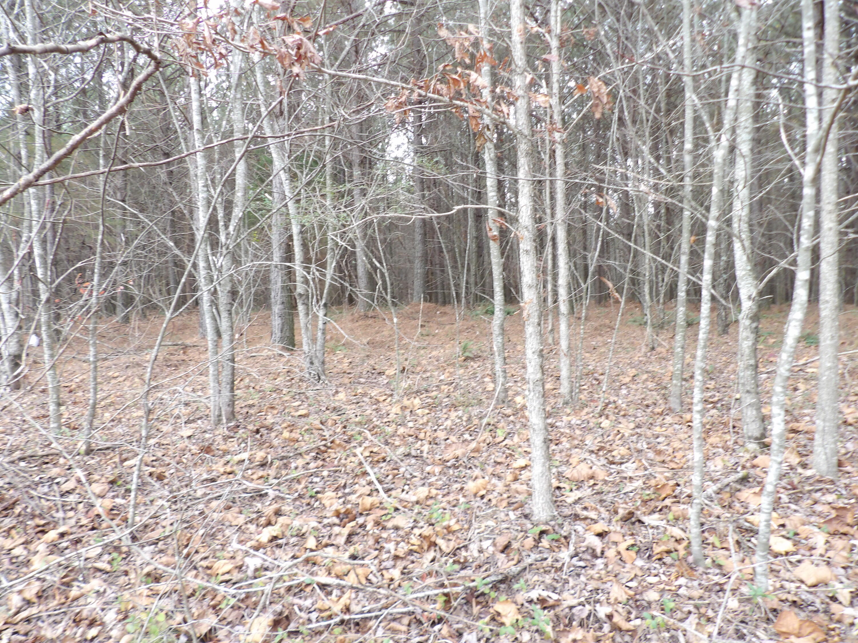 Lot 19 Summercity Road Evensville, TN 37332 - Photo 15 of 20 100_2075