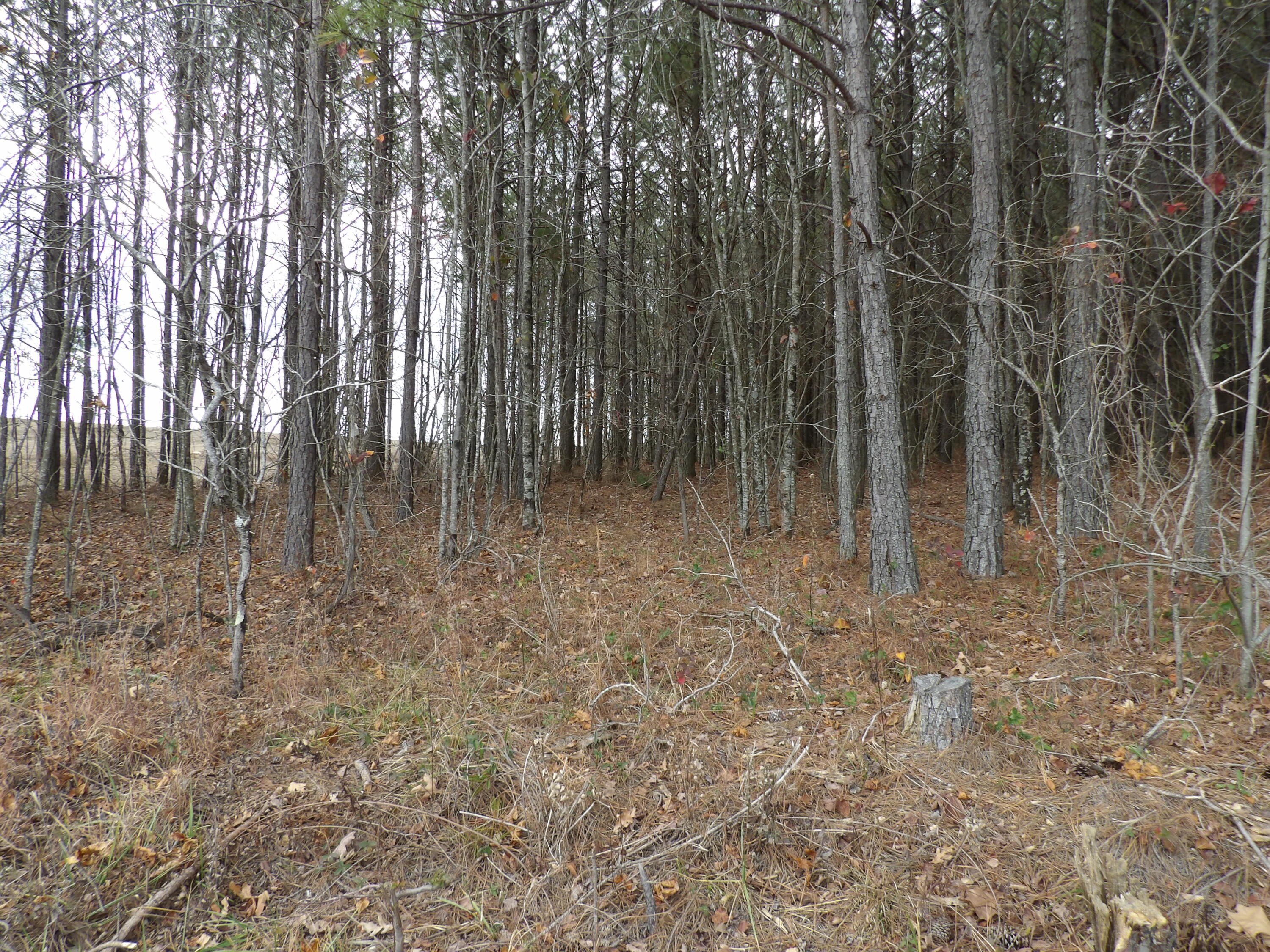 Lot 19 Summercity Road Evensville, TN 37332 - Photo 2 of 20 100_2059