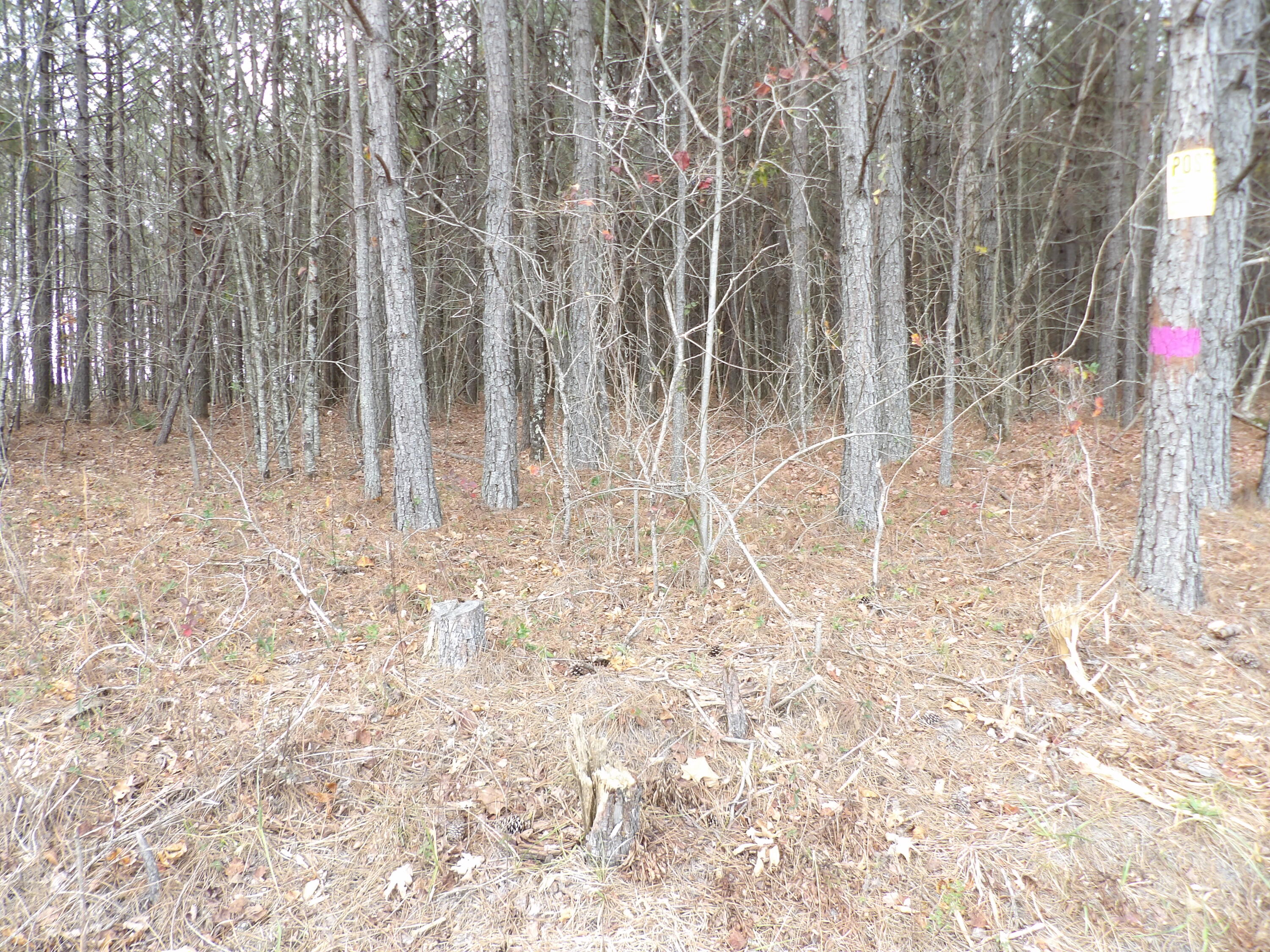 Lot 19 Summercity Road Evensville, TN 37332 - Photo 3 of 20 100_2060