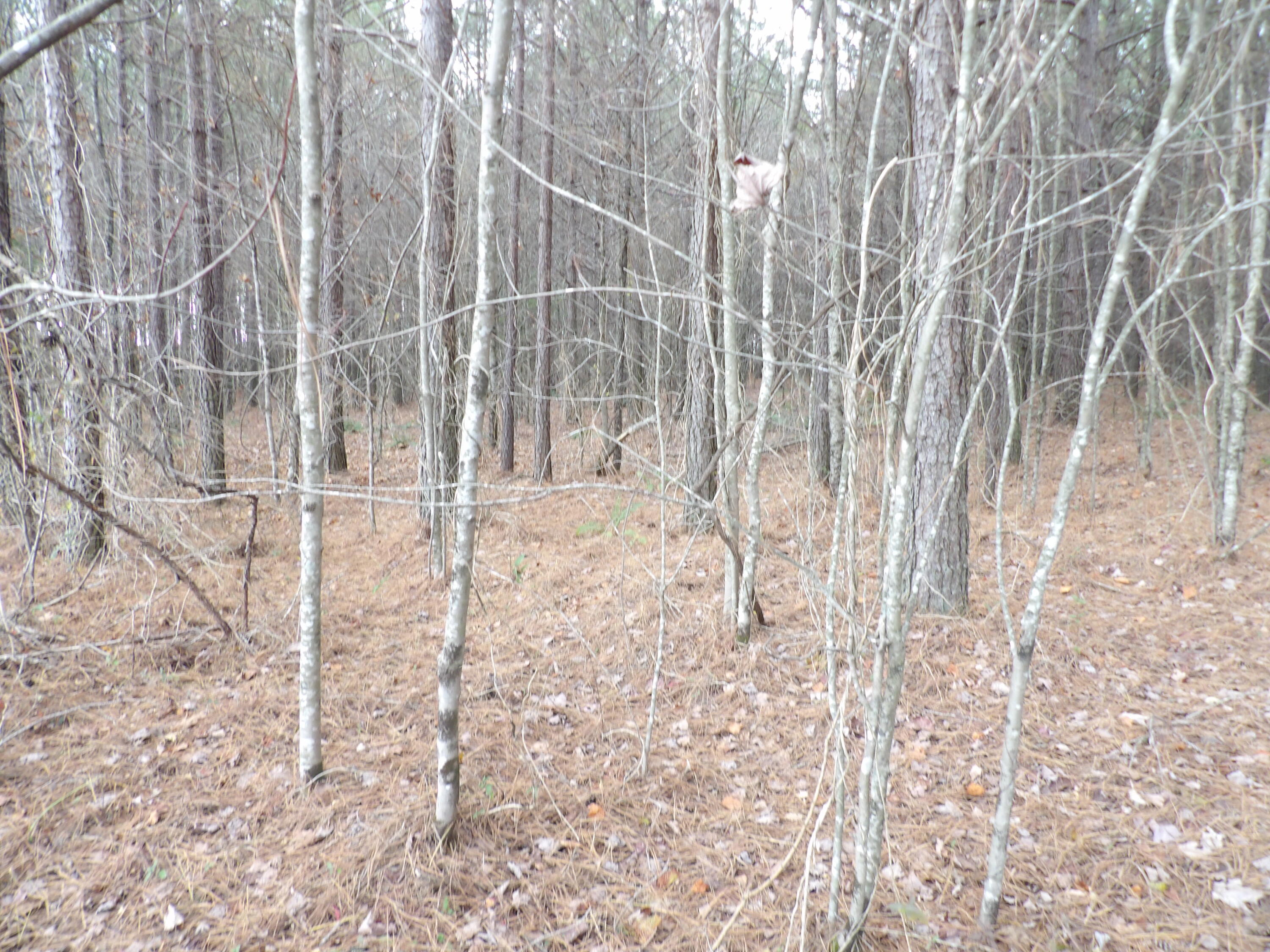 Lot 19 Summercity Road Evensville, TN 37332 - Photo 5 of 20 100_2062