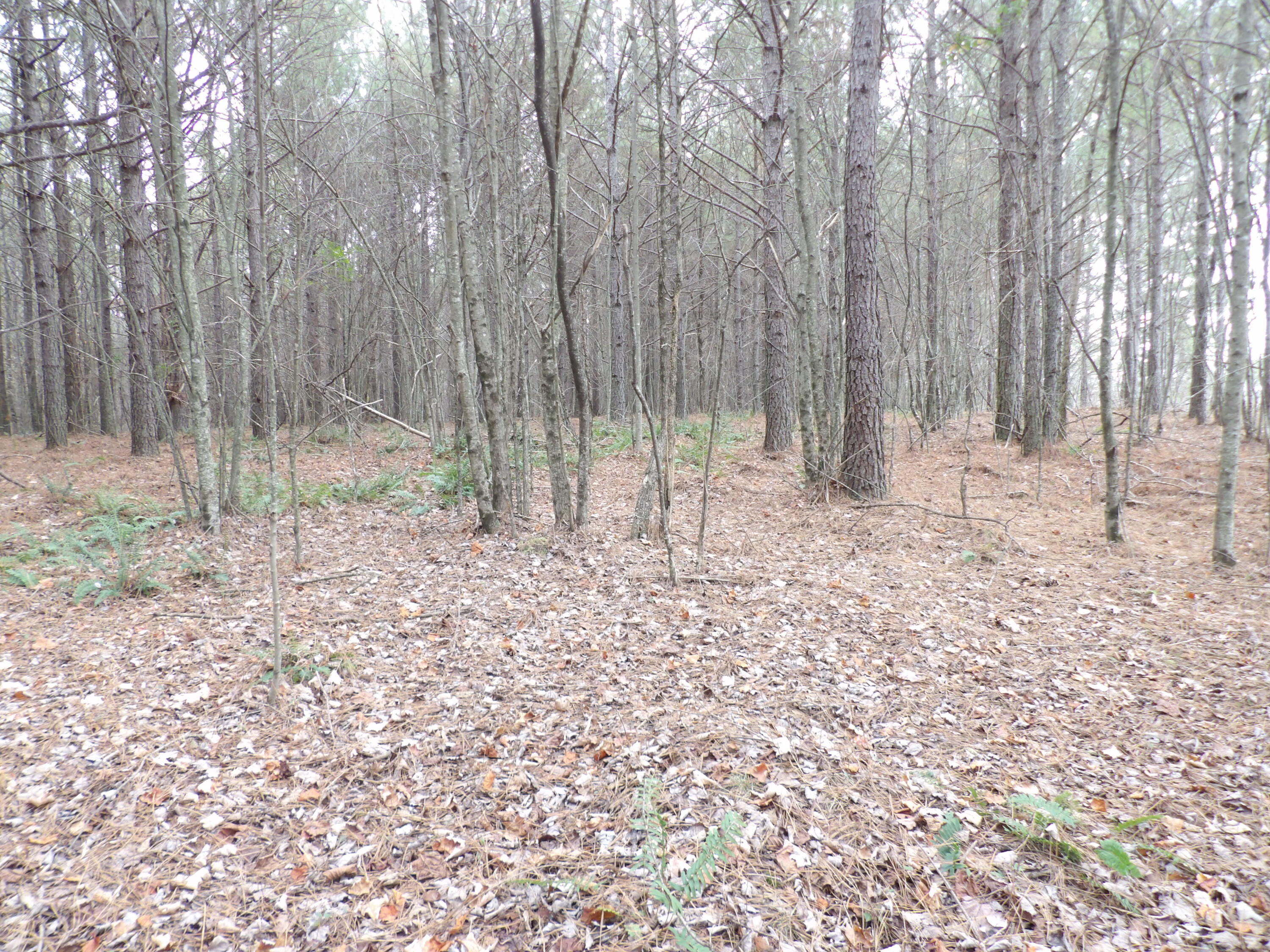 Lot 19 Summercity Road Evensville, TN 37332 - Photo 8 of 20 100_2066
